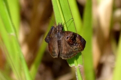 Chiomara basigutta