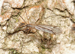 Tipula limbata