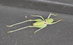 Eremopedes covilleae