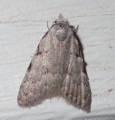 Nola triquetrana