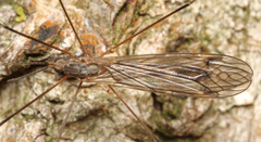 Tipula limbata
