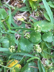 Hydrocotyle bonariensis
