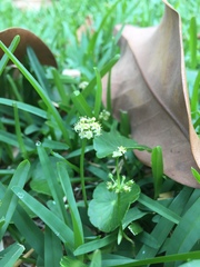 Hydrocotyle bonariensis