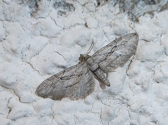 Eupithecia phoeniceata