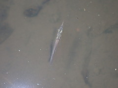 Dermogenys siamensis