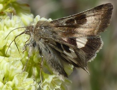 Heliothis oregonica