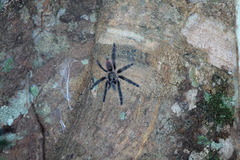 Psalmopoeus