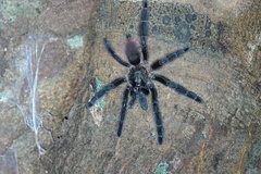 Psalmopoeus
