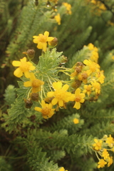 Euryops tysonii