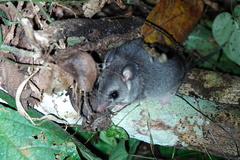 Ototylomys phyllotis