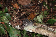 Ototylomys phyllotis