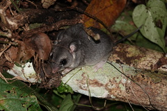 Ototylomys phyllotis