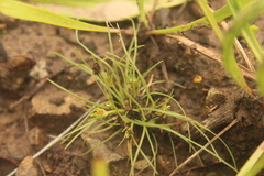 Bulbostylis humilis