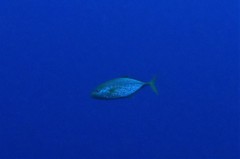 Flavocaranx bajad