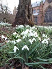 Galanthus nivalis