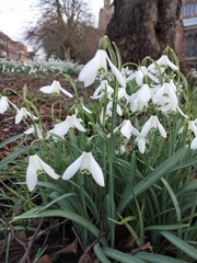 Galanthus nivalis