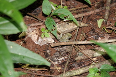 Craugastor yucatanensis