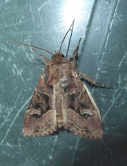 Trigonophora jodea