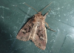 Trigonophora jodea