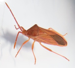Ptyctus punctatus