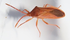 Ptyctus punctatus
