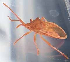 Ptyctus punctatus