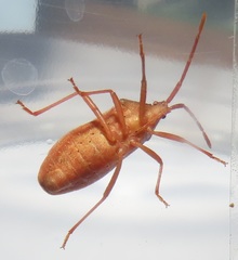 Ptyctus punctatus