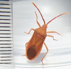 Ptyctus punctatus