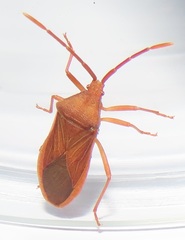 Ptyctus punctatus