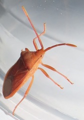 Ptyctus punctatus