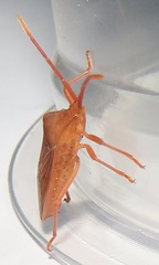 Ptyctus punctatus
