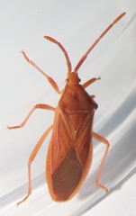 Ptyctus punctatus