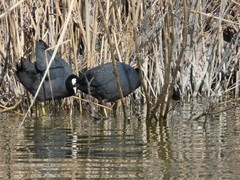 Fulica atra