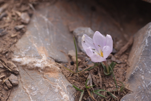 Image of Colchicum triphyllum by (c) Mark Gurney, some rights reserved (CC BY)
