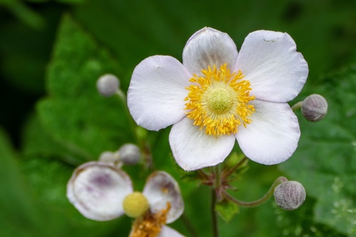 grape-leaved windflower