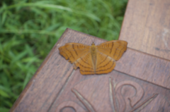 Pseudergolis wedah