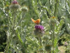 Argynnis adippe