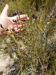 Myrovernix glandulosus