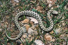 Vipera aspis zinnikeri