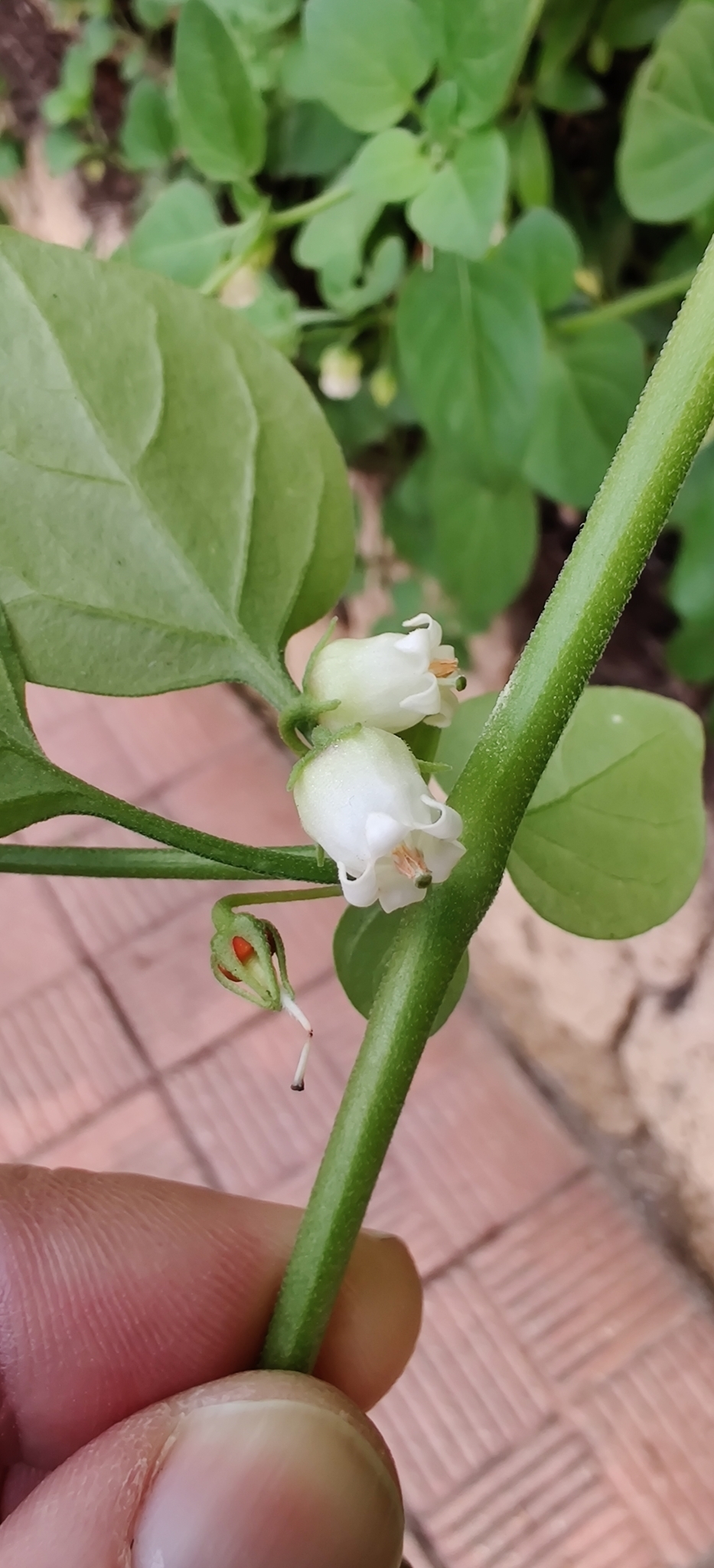 Salpichroa origanifolia