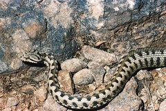 Vipera aspis zinnikeri