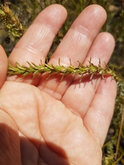 Myrovernix glandulosus