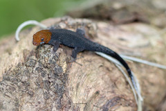 Gonatodes albogularis fuscus