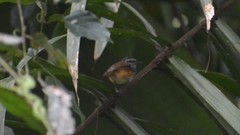 Hypocnemis peruviana