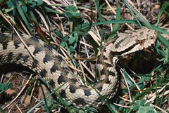 Vipera aspis zinnikeri