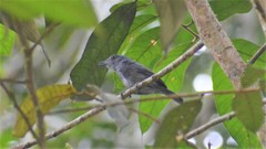 Thamnophilus schistaceus