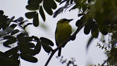 Todirostrum chrysocrotaphum