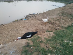 Cairina moschata domestica