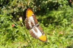 Mestra hersilia