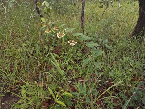 Pachycarpus lineolatus image